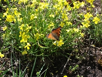 Monte_Nero_degli_Zappini - 20110529 112.jpg